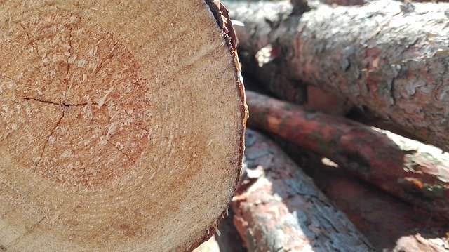 Упавшее дерево на улице Маршала Бирюзова с тротуара убрали &#8212; Жилищник