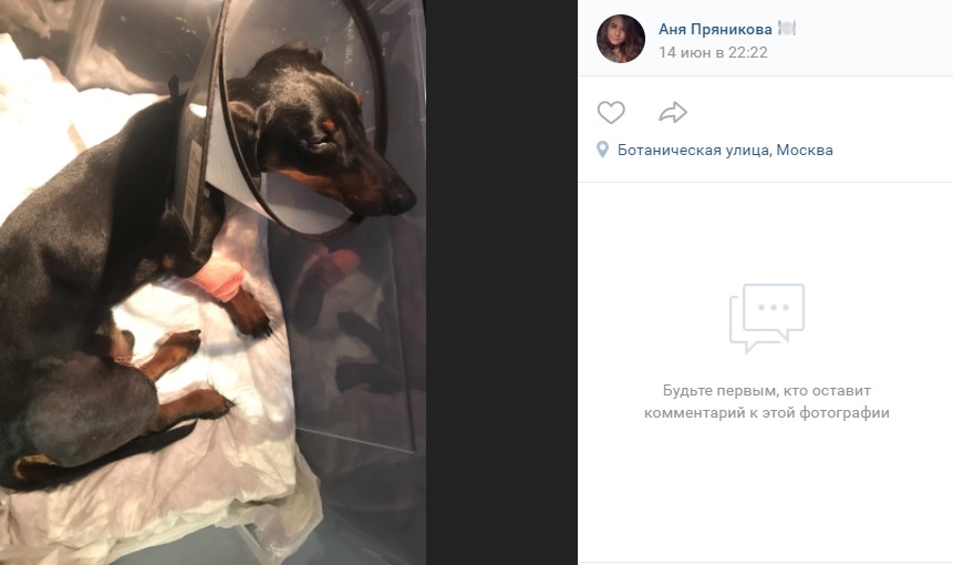 На Волоколамском шоссе спасли таксу после наезда такси